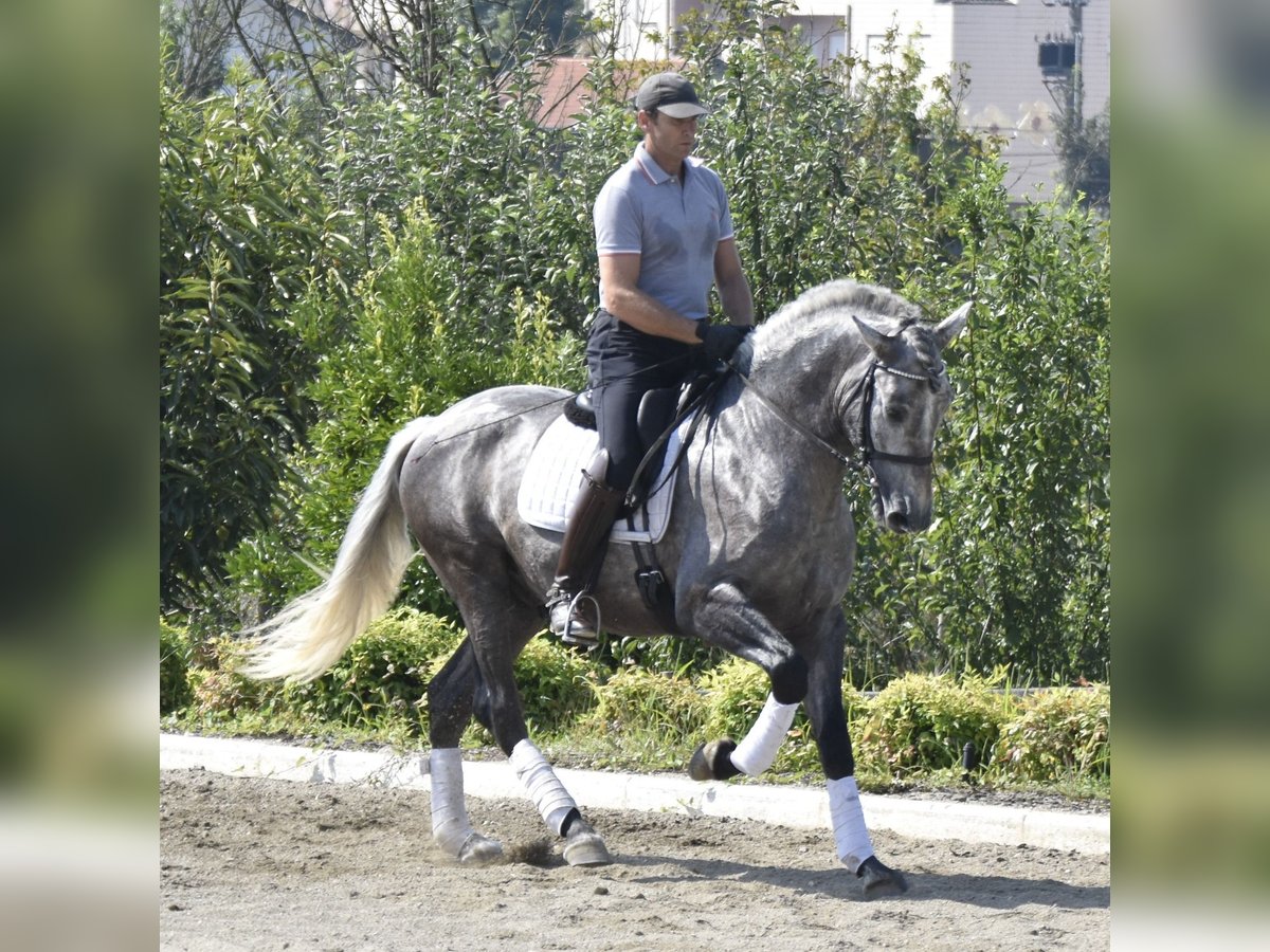 Andalusiër Ruin 4 Jaar 161 cm Appelschimmel in Arenas de San Pedro