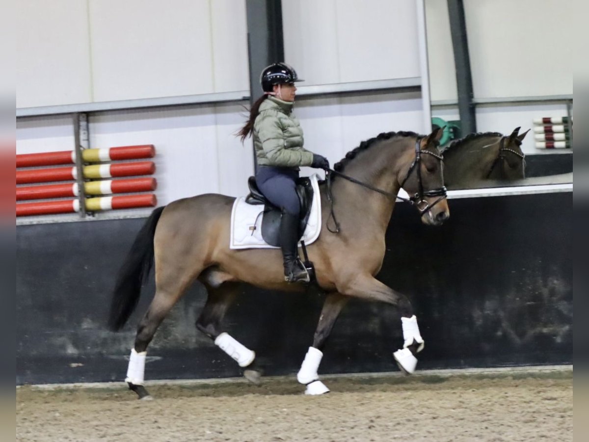 Andalusiër Ruin 4 Jaar 162 cm Bruin in Zevenbergen