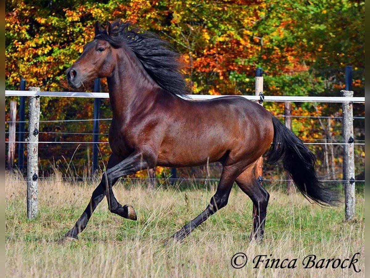 Andalusiër Ruin 5 Jaar 156 cm Zwartbruin in Wiebelsheim Andalusiër Ruin 5 Jaar 156 cm Zwartbruin in Wiebelsheim