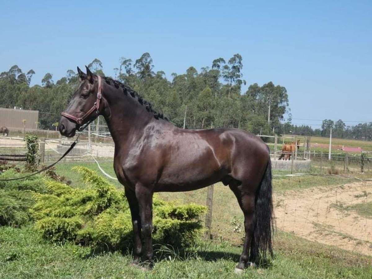 Andalusiër Ruin 7 Jaar 161 cm Zwartbruin in Espinar, De El (Estacion)