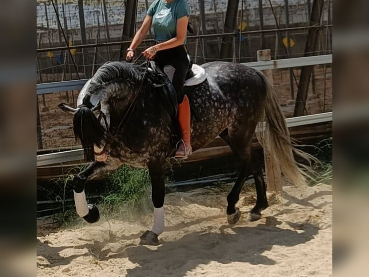 Andalusiër Ruin 9 Jaar 164 cm Appelschimmel in Jerez De Los Caballeros