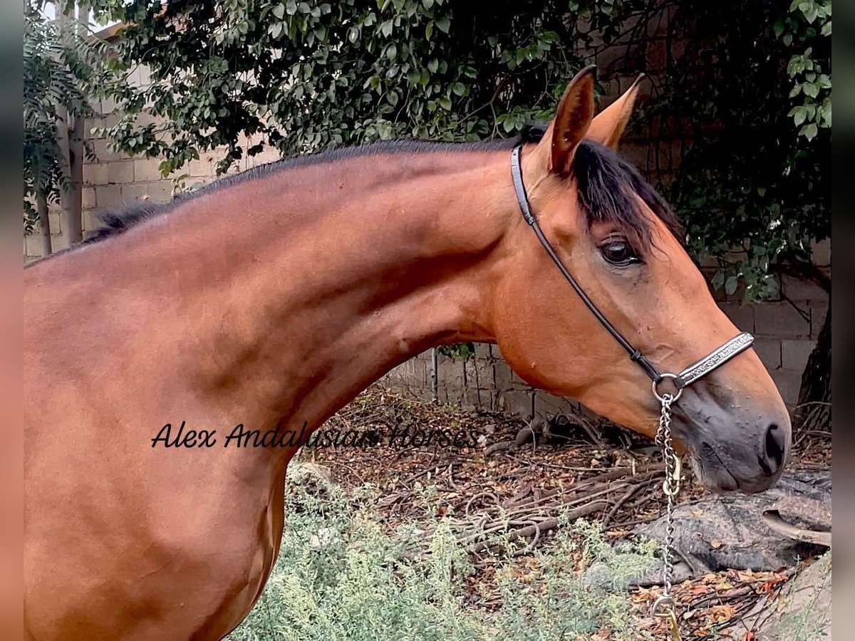 Andalusier Sto 3 år 164 cm Brun in sevilla