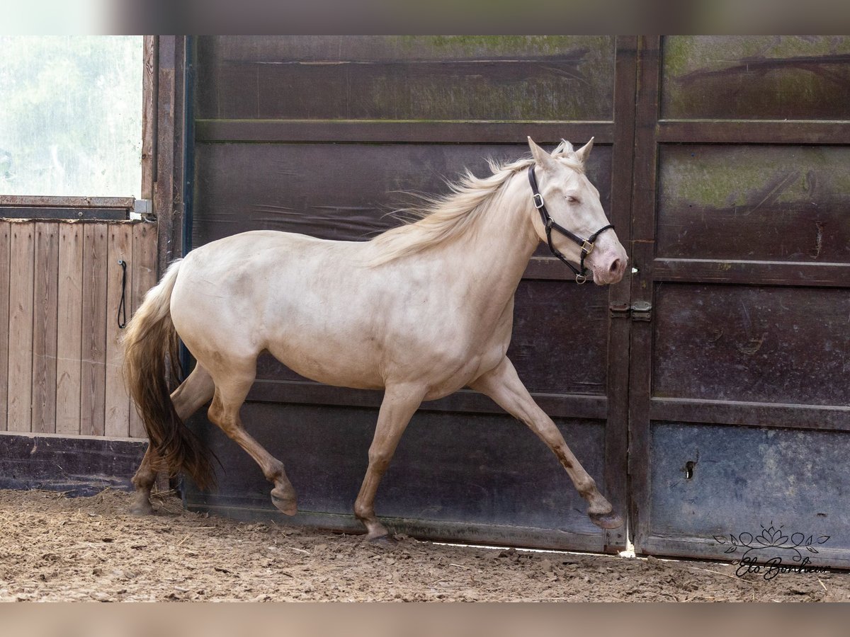 Andalusier Sto 3 år 164 cm Cremello in Huy