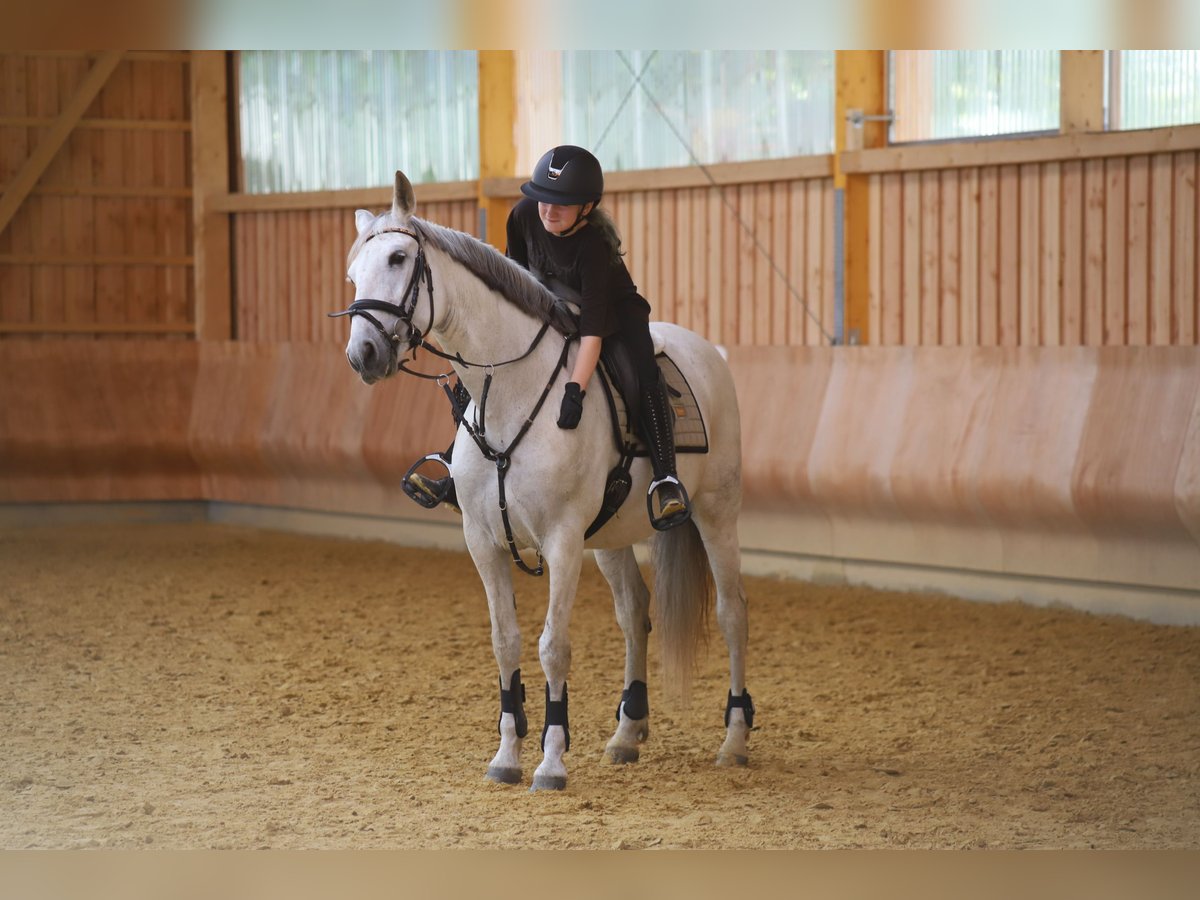 Andalusier Stute 10 Jahre 158 cm Schimmel in Loxstedt