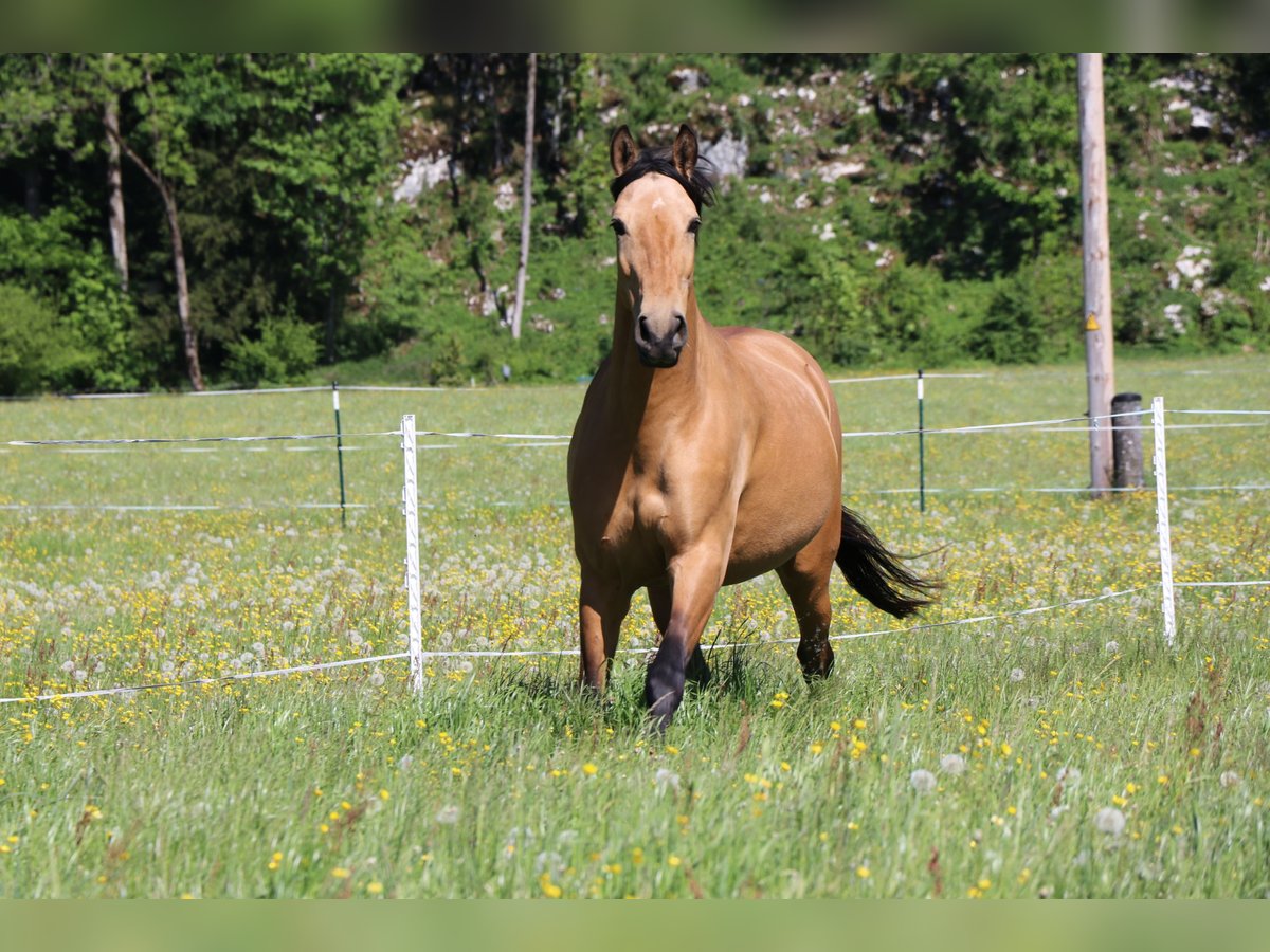 Andalusier Stute 10 Jahre 165 cm Buckskin in Salzburg