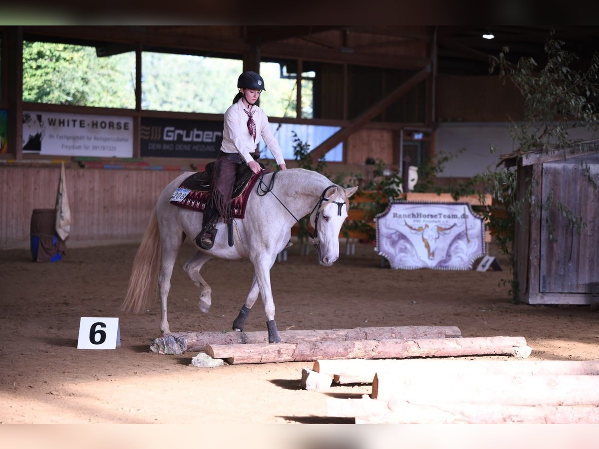 Andalusier Stute 11 Jahre 157 cm Perlino in Kasendorf