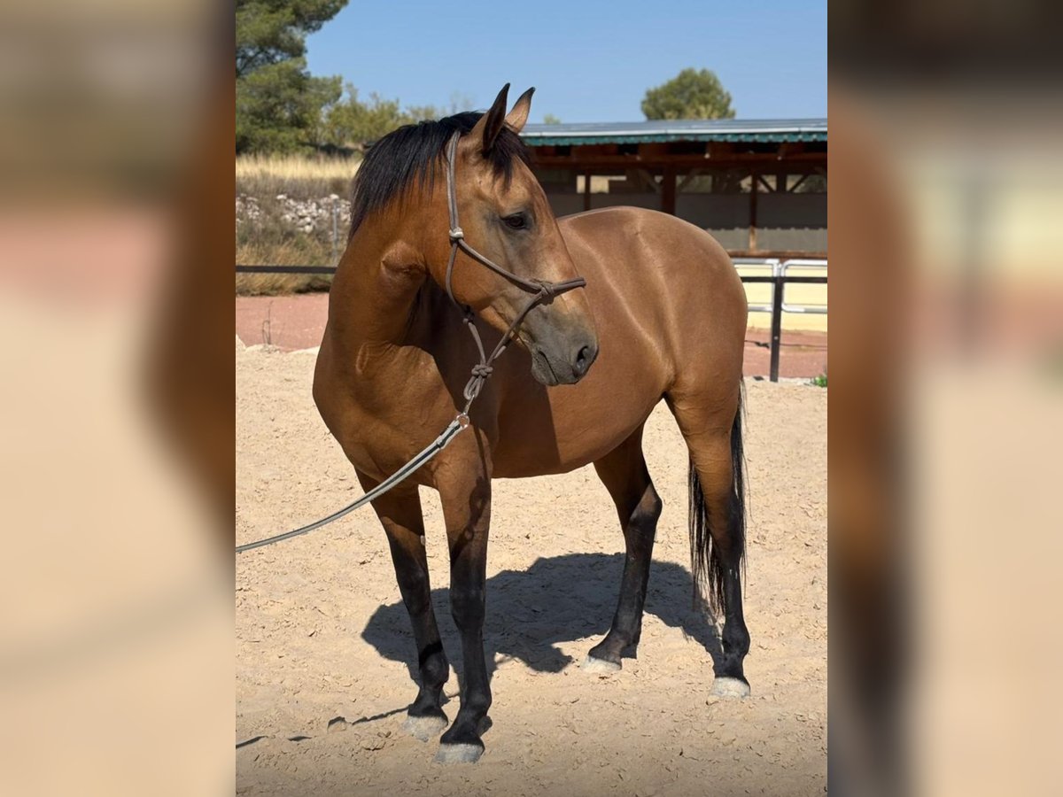 Andalusier Stute 11 Jahre 160 cm Brauner in Martfeld