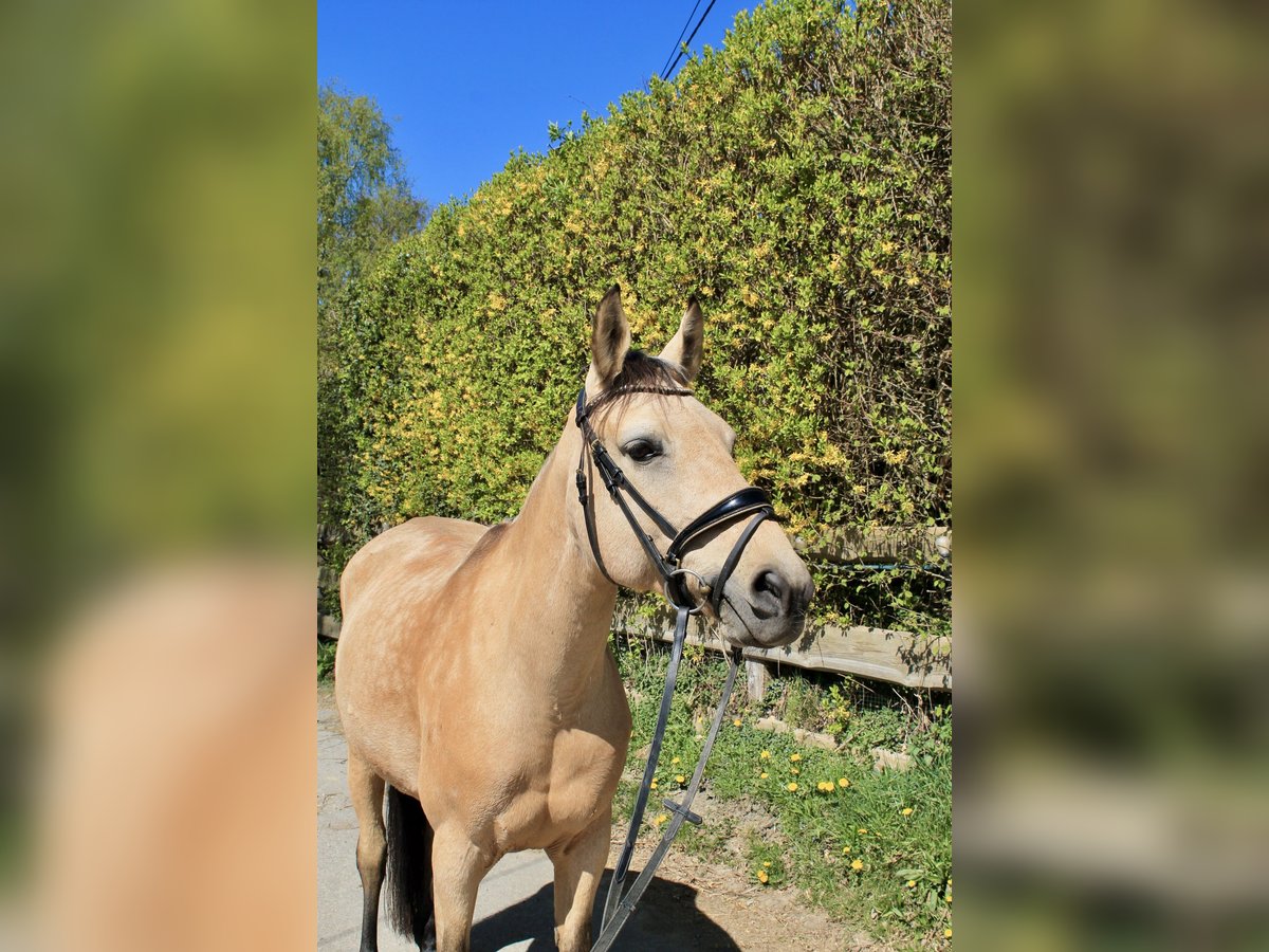 Andalusier Stute 11 Jahre 160 cm Buckskin in K&#xFC;rten