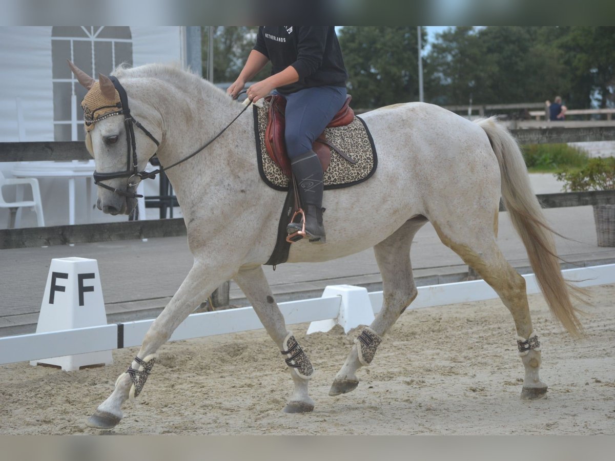 Andalusier Stute 11 Jahre 160 cm Schimmel in Breda