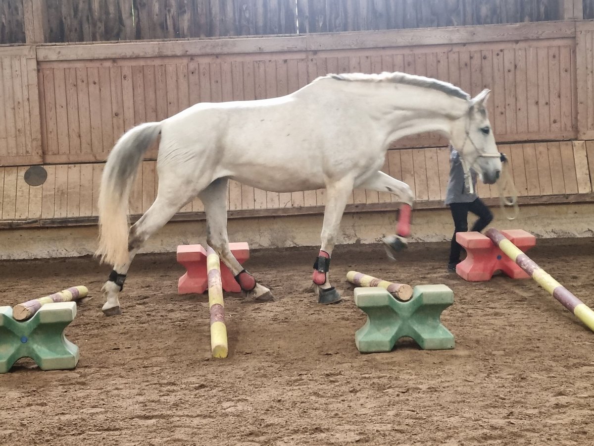 Andalusier Stute 11 Jahre 170 cm Schimmel in Waltenhofen