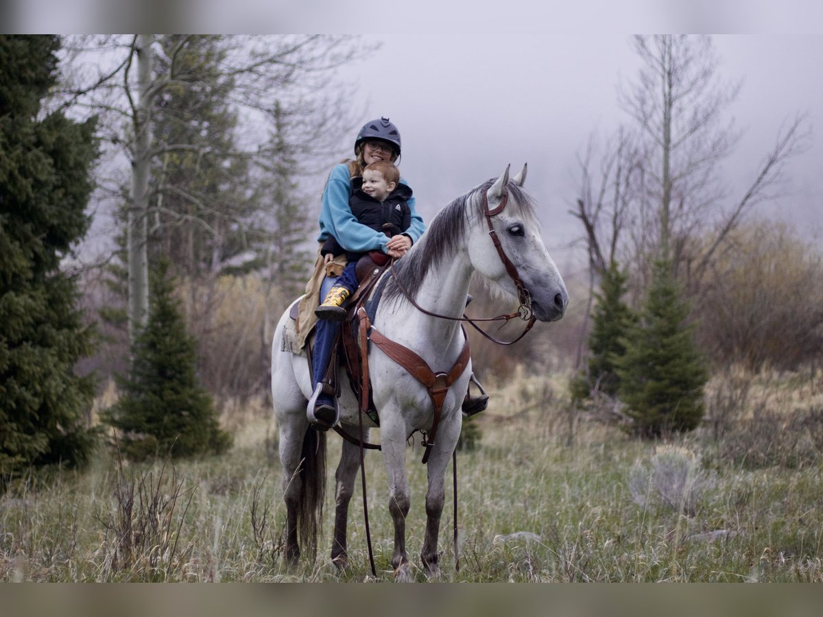 Andalusier Stute 11 Jahre Schimmel in Fort Collins, CO