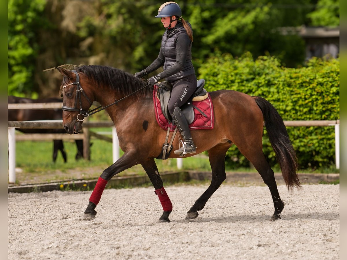 Andalusier Stute 12 Jahre 150 cm Brauner in Neustadt (Wied)