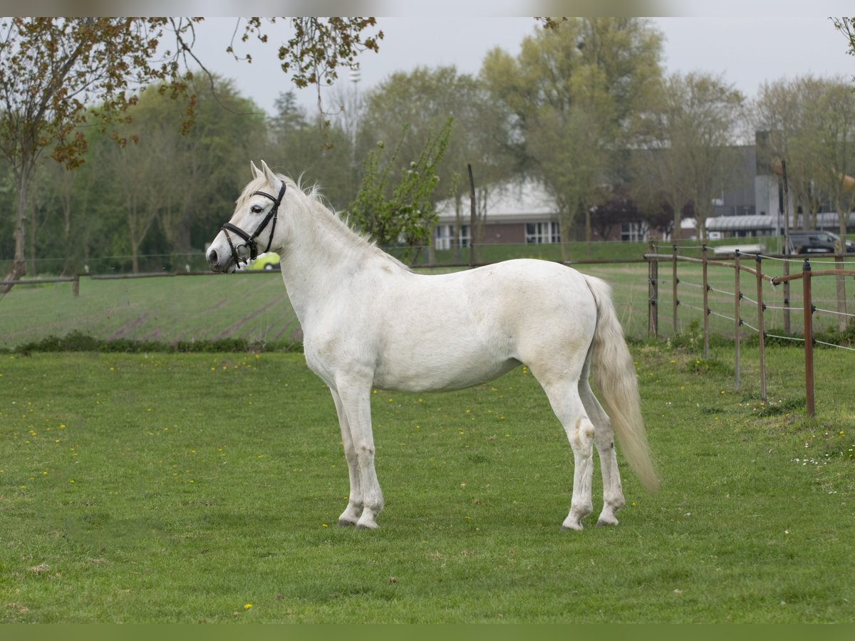 Andalusier Stute 12 Jahre 152 cm White in Middelharnis