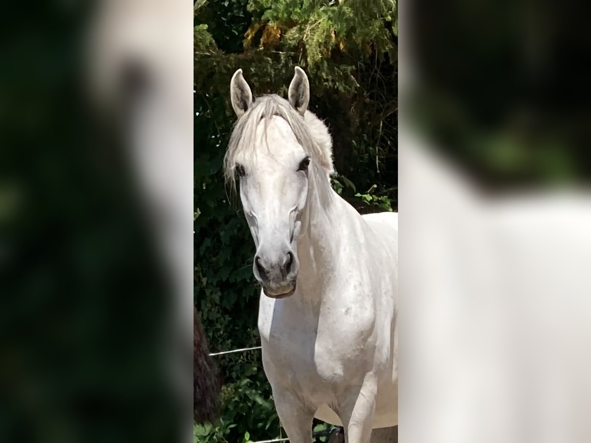 Andalusier Stute 12 Jahre 160 cm Schimmel in Mühlacker