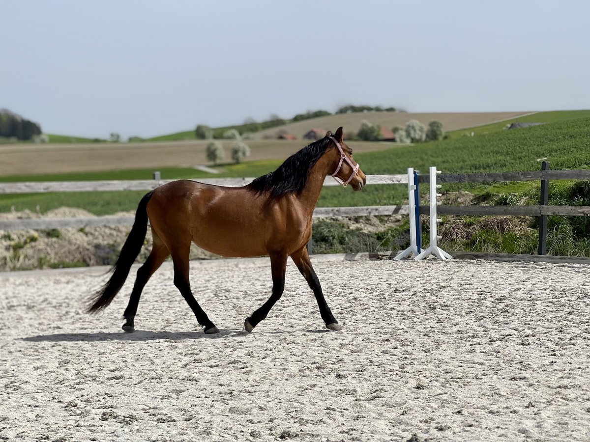 Andalusier Stute 13 Jahre 153 cm Brauner in Lambrechten