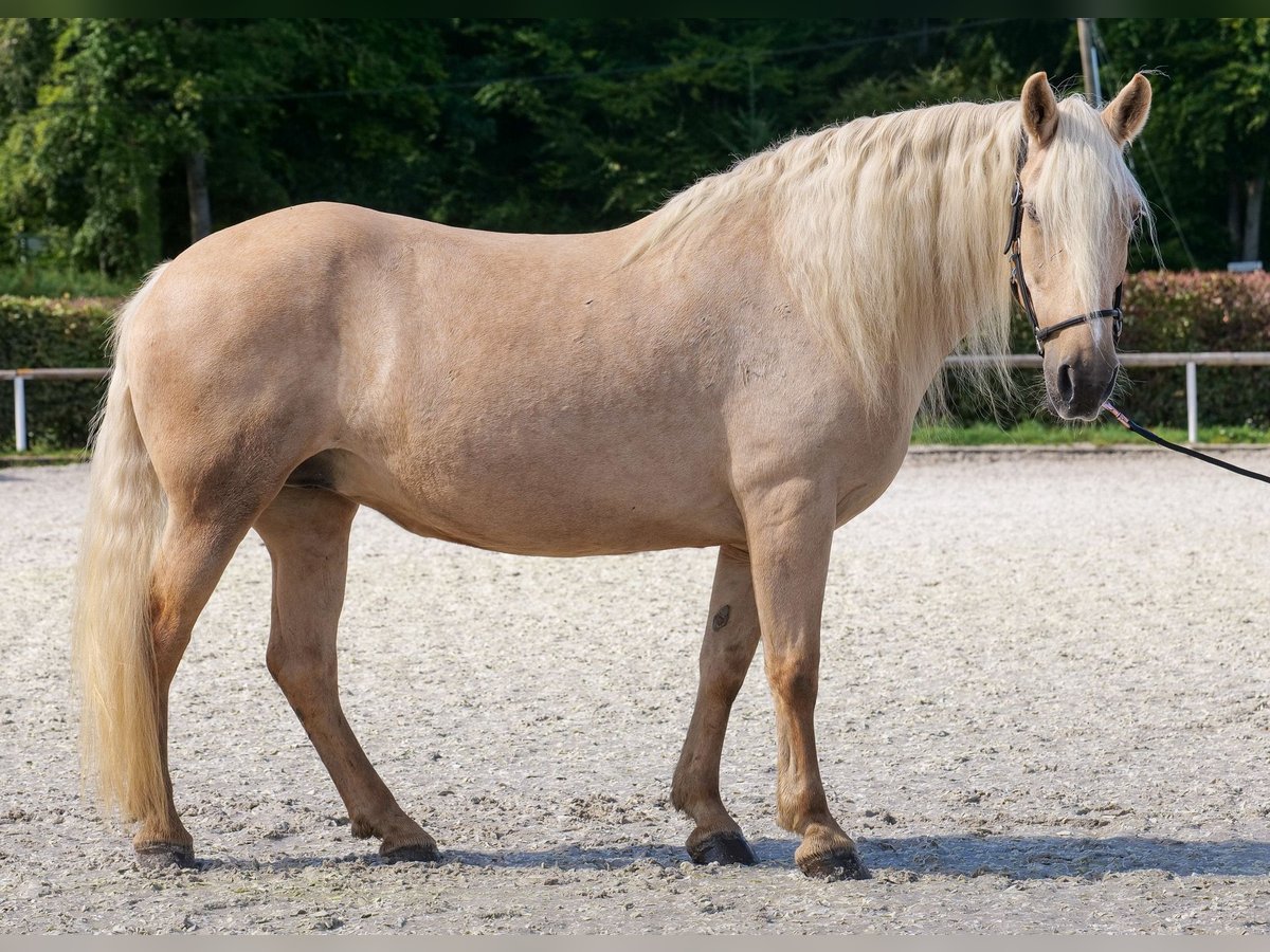 Andalusier Stute 13 Jahre 155 cm Palomino in Neustadt (Wied)