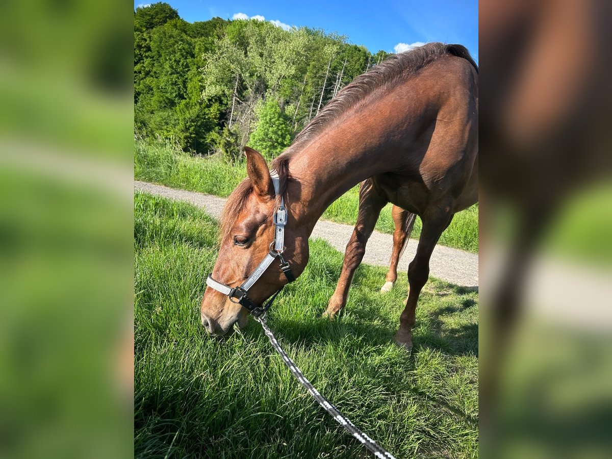 Andalusier Stute 14 Jahre 154 cm Dunkelfuchs in Leverkusen