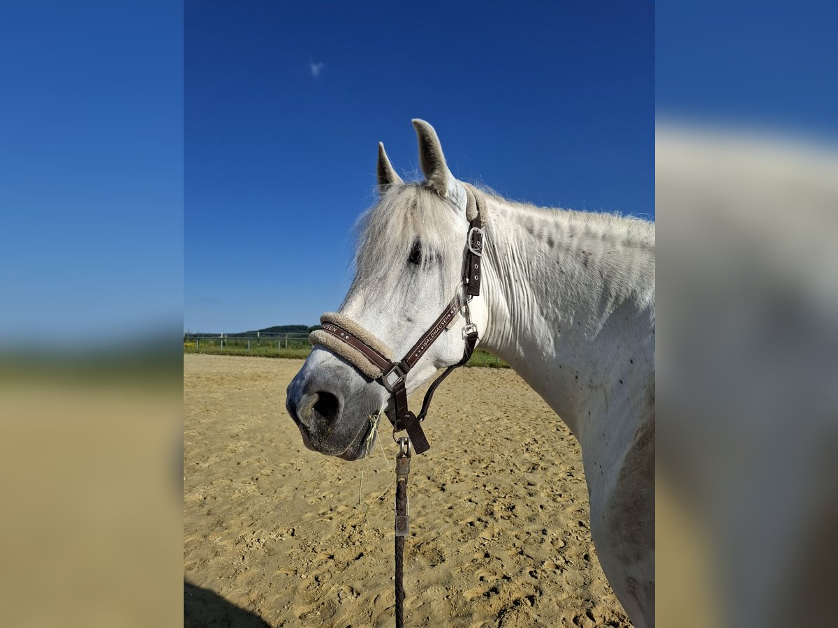 Andalusier Stute 14 Jahre 155 cm Schimmel in Bergisch Gladbach