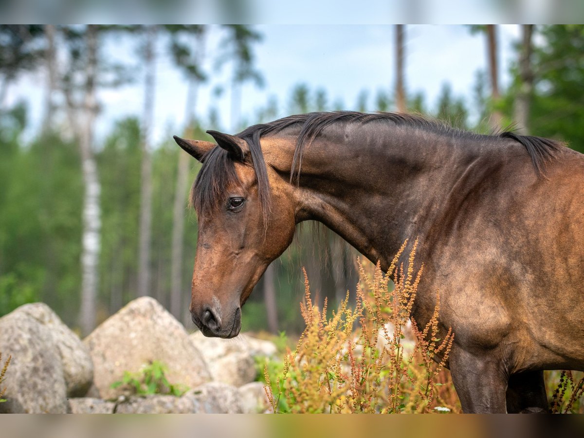 Andalusier Stute 15 Jahre 154 cm Brauner in Hassleholm