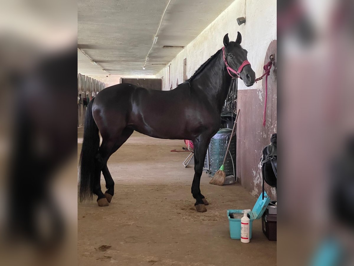 Andalusier Stute 15 Jahre 162 cm Rappe in Tavernola