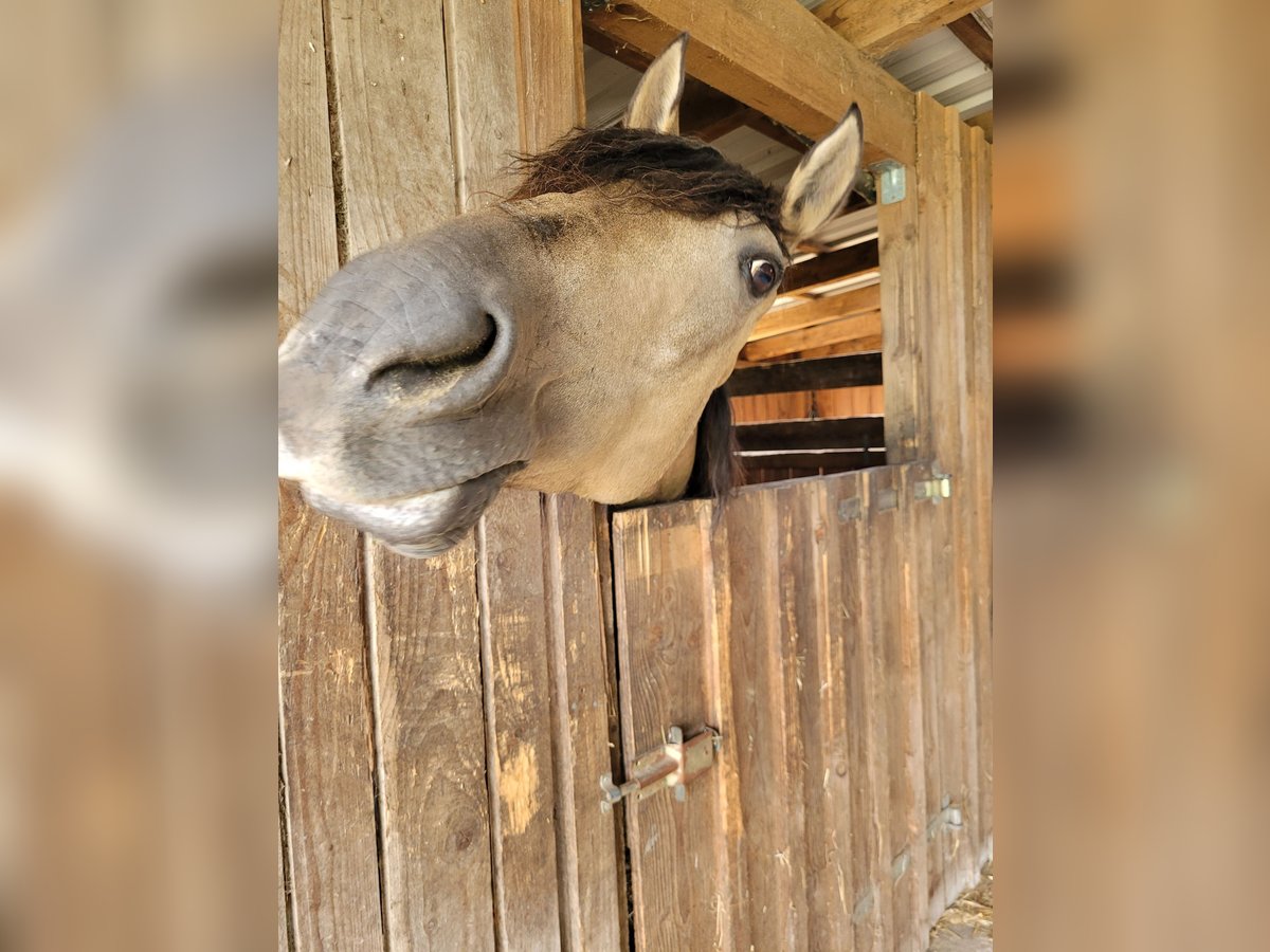 Andalusier Mix Stute 15 Jahre 164 cm Falbe in Schwarmstedt
