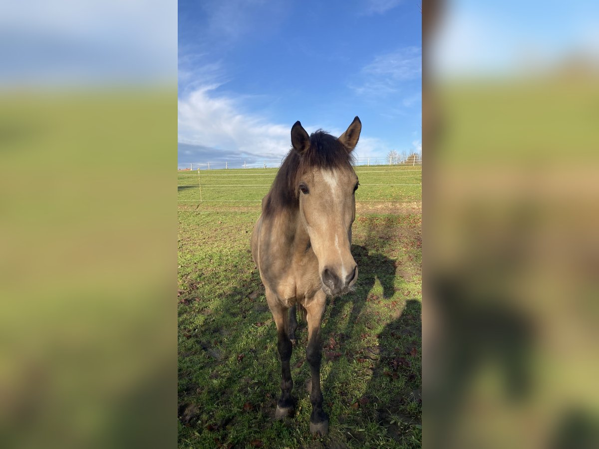 Andalusier Stute 16 Jahre 165 cm Buckskin in Langerringen