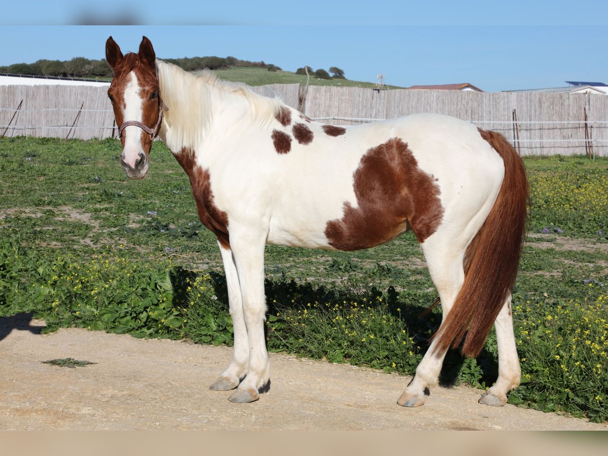 Andalusier Stute 17 Jahre 156 cm Schecke in Barbate (San Ambrosio)