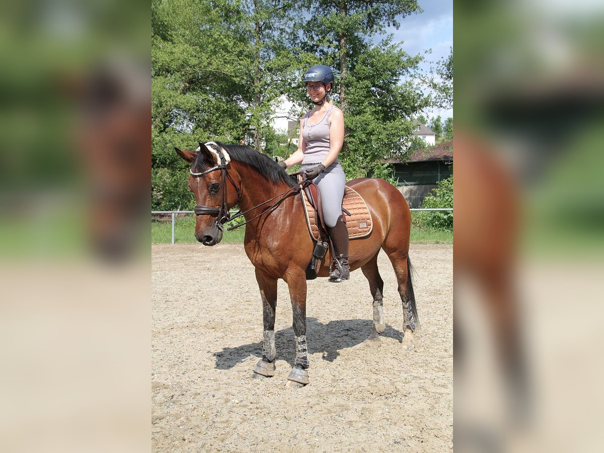 Andalusier Mix Stute 18 Jahre 153 cm Brauner in Elztal