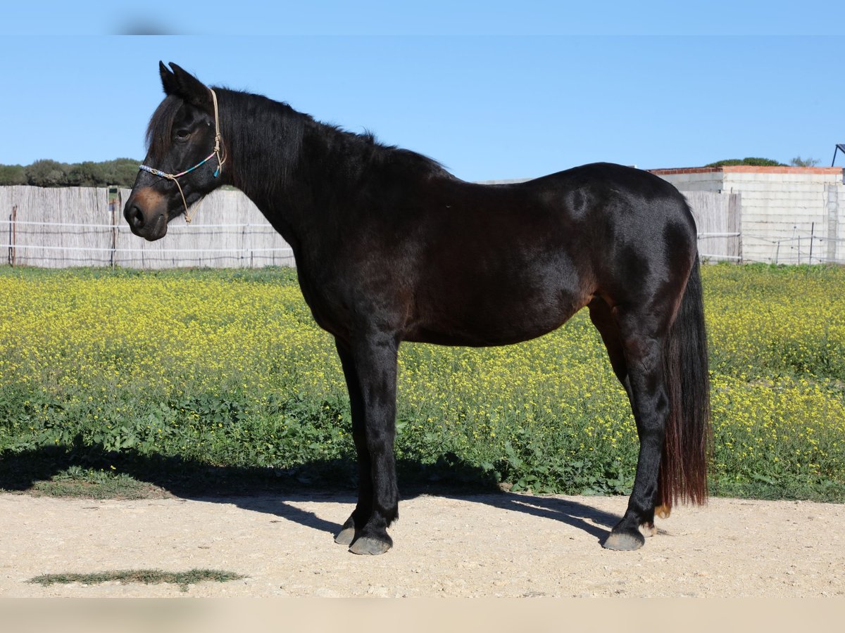 Andalusier Stute 18 Jahre 157 cm Schwarzbrauner in Barbate (San Ambrosio)