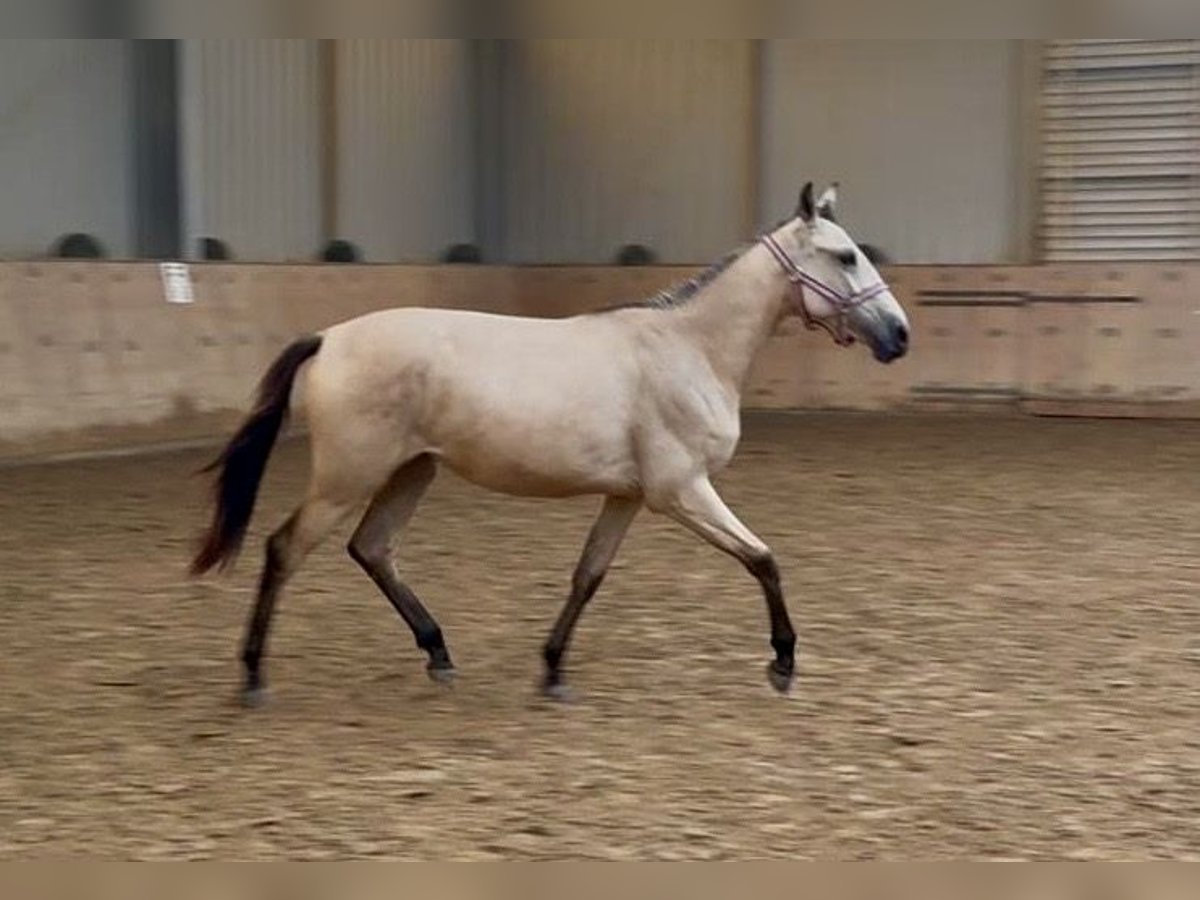 Andalusier Stute 1 Jahr 133 cm Falbe in Neustadt (Wied)