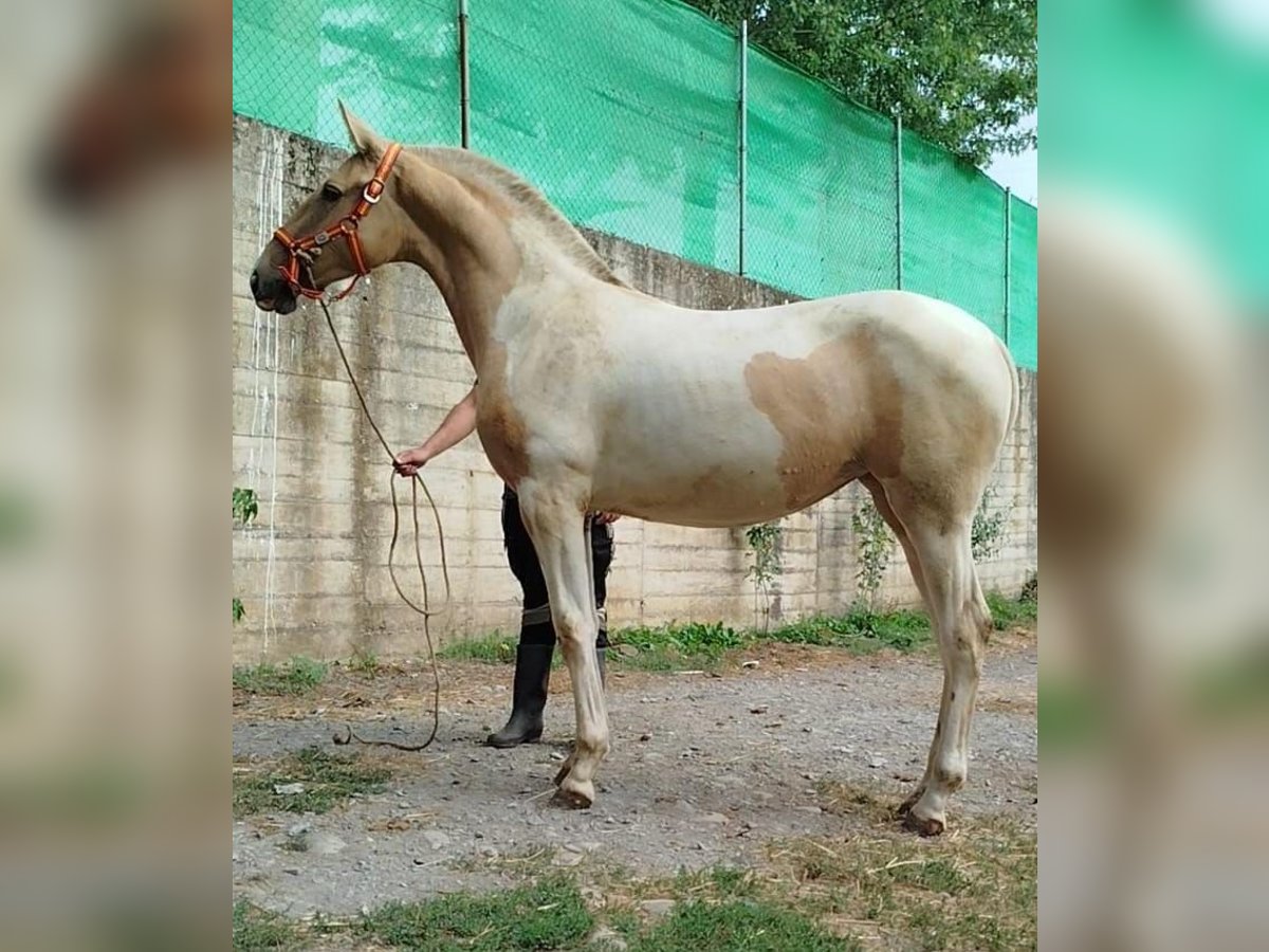 Andalusier Stute 1 Jahr 152 cm Schecke in Carde&#xF1;a