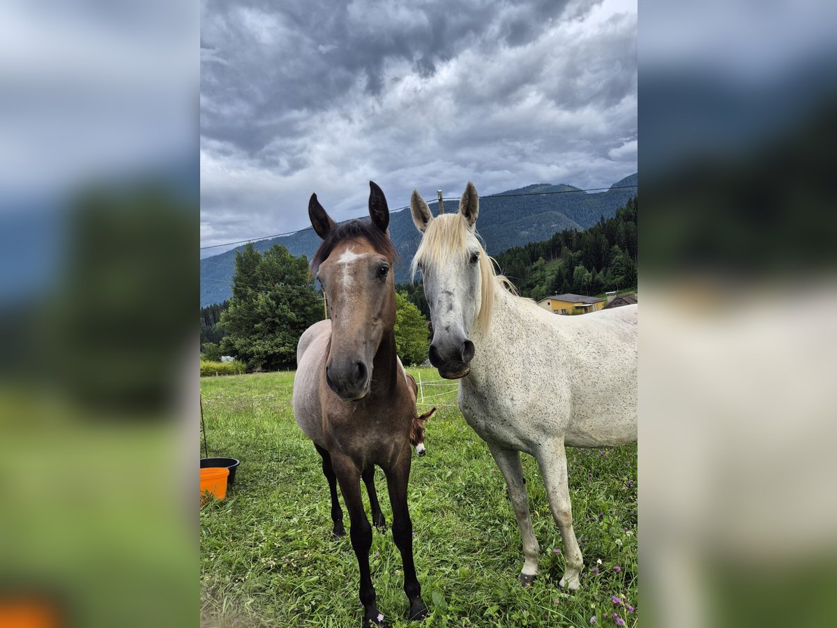 Andalusier Stute 1 Jahr 160 cm in Hermagor-Pressegger See