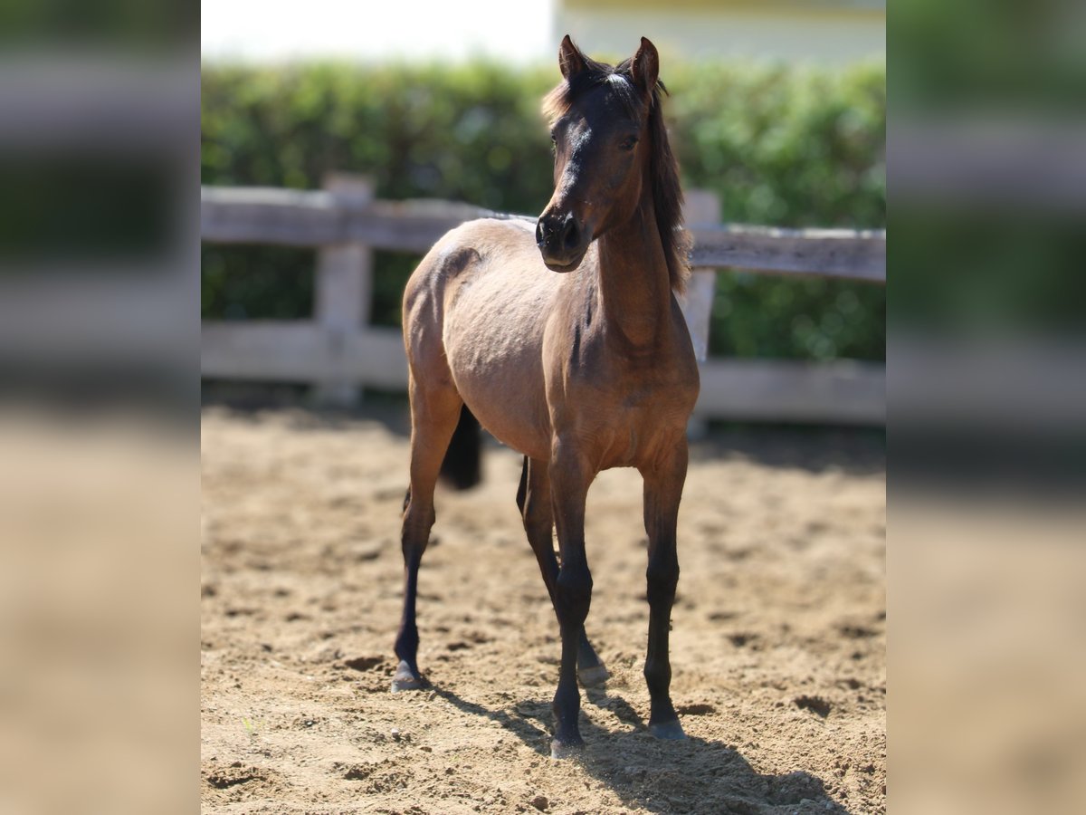 Andalusier Stute 1 Jahr 162 cm Brauner in Rerik