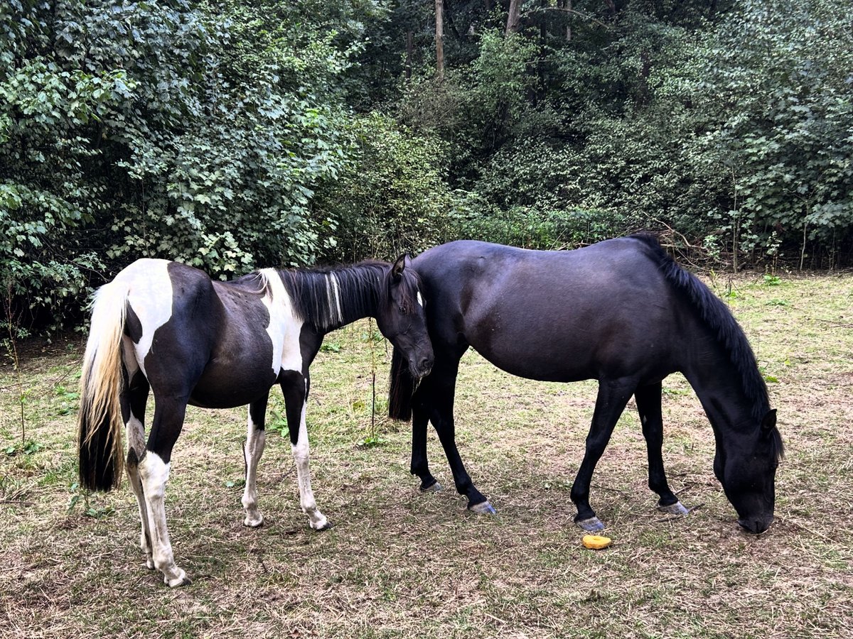Andalusier Stute 1 Jahr 165 cm Schecke in Ballenstedt