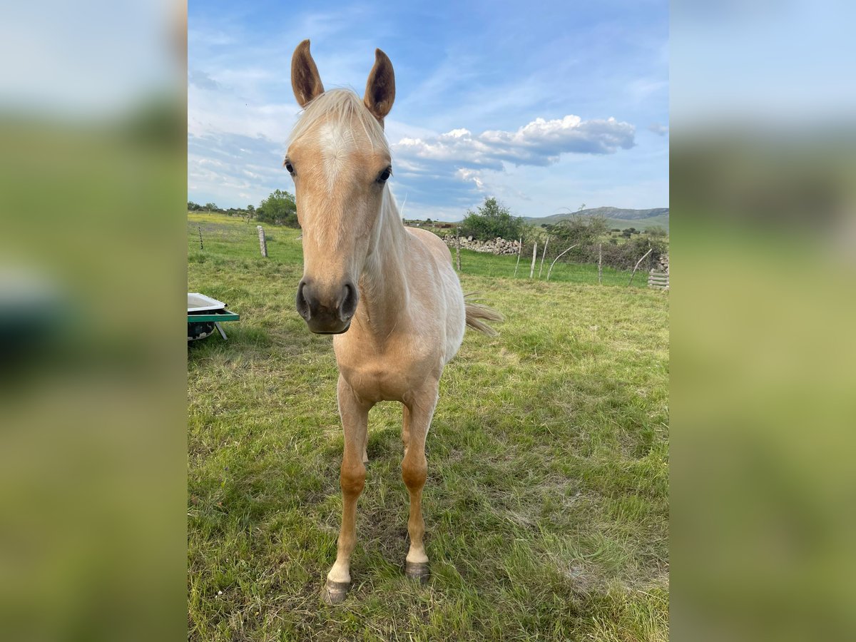 Andalusier Stute 2 Jahre 157 cm Palomino in Mijas