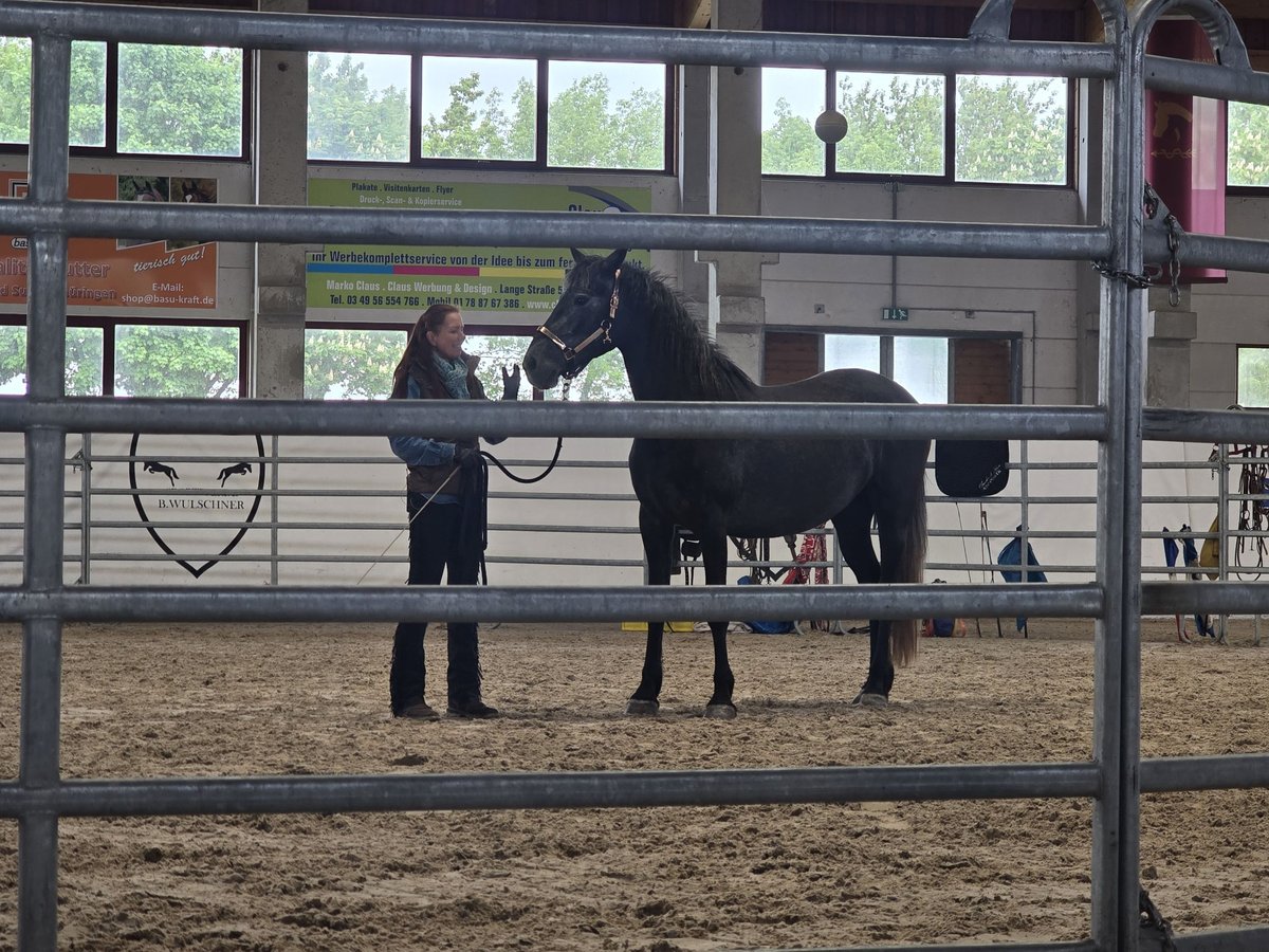 Andalusier Mix Stute 2 Jahre 158 cm Rappe in Klieken