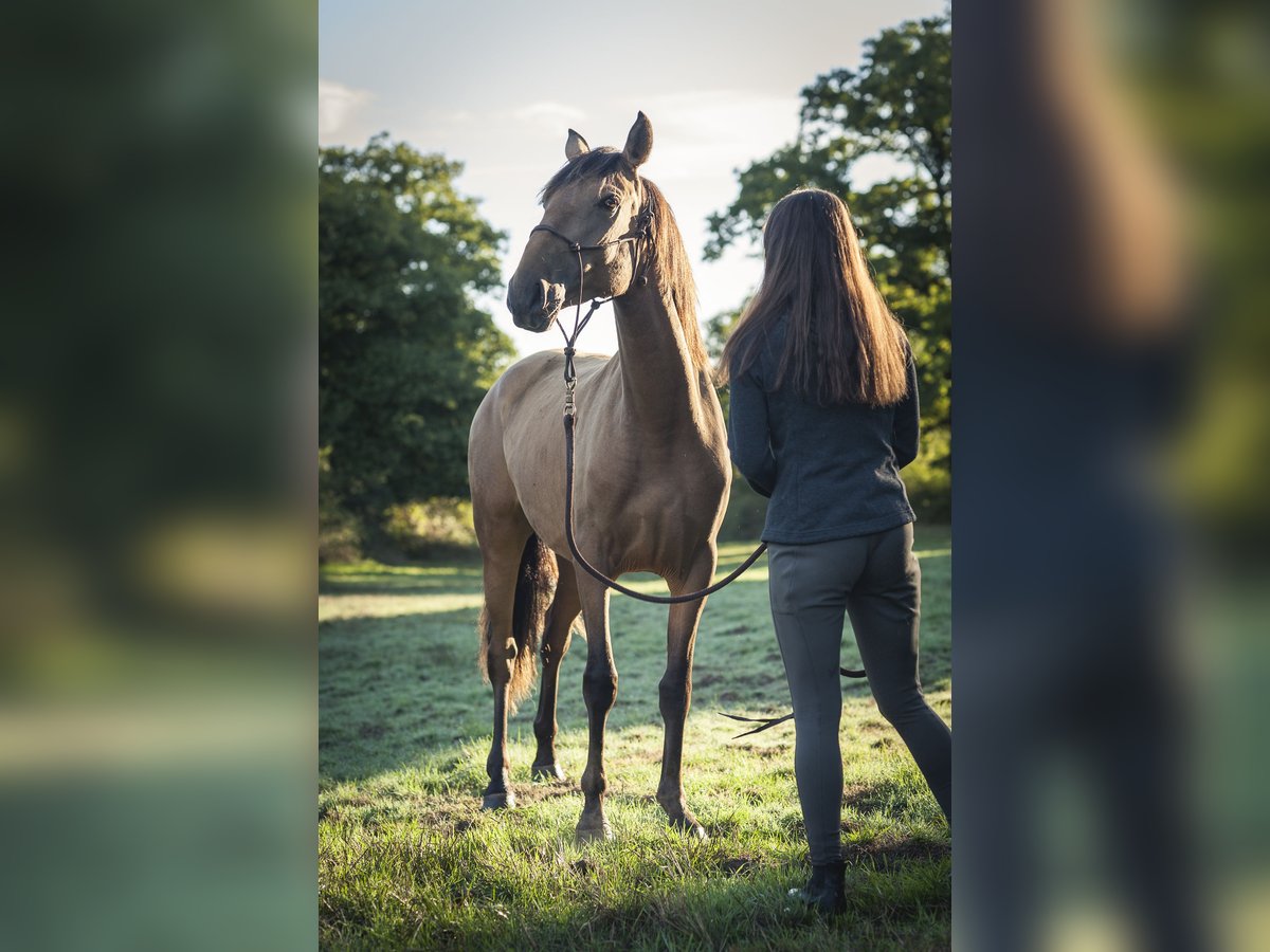 Andalusier Stute 2 Jahre 160 cm Falbe in Rezay