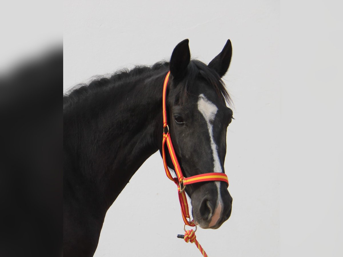 Andalusier Stute 3 Jahre 152 cm Rappe in Vejer de la Frontera