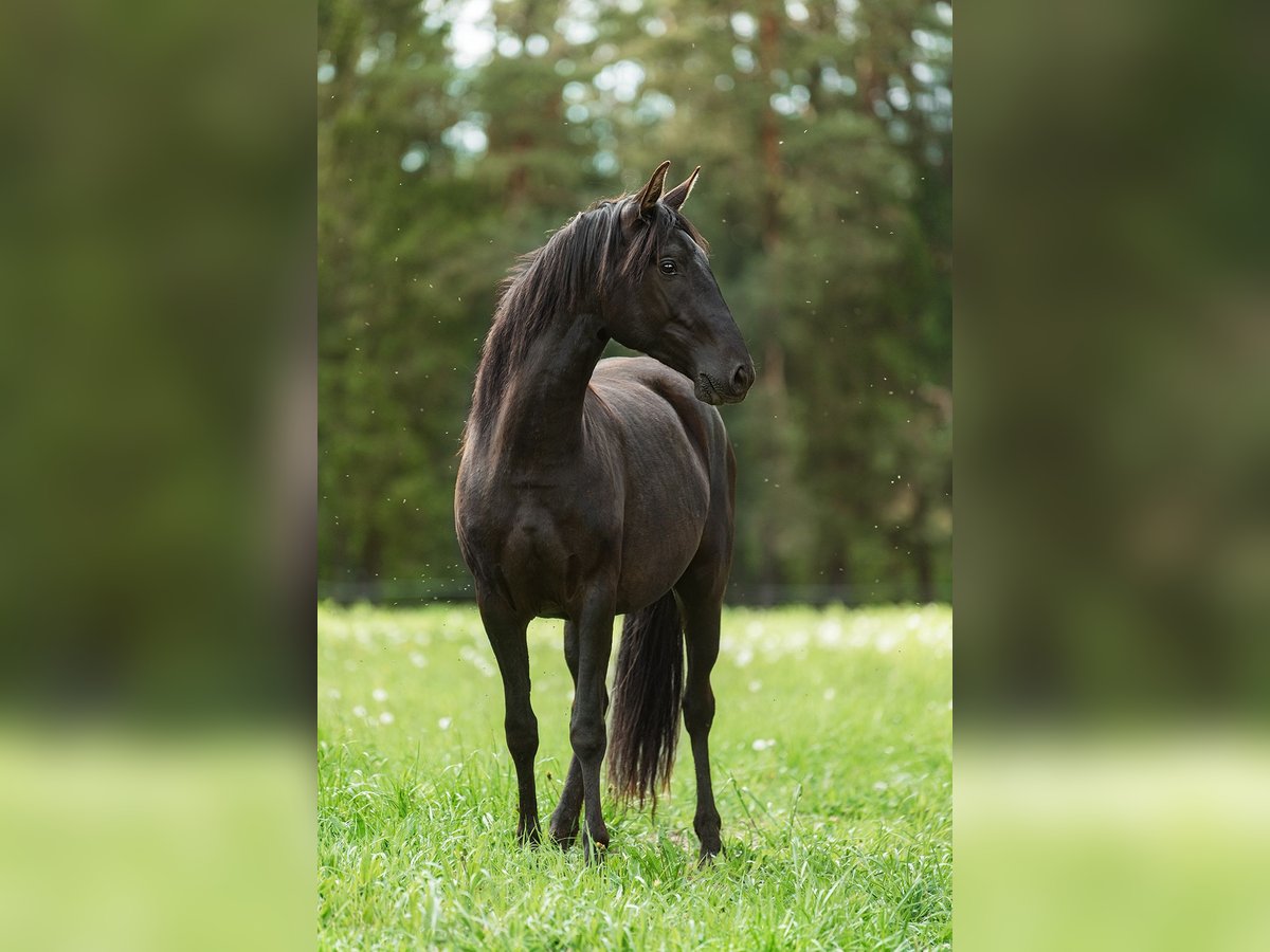 Andalusier Stute 3 Jahre 154 cm Rappe in Aug&#x161;daugavas nov.
