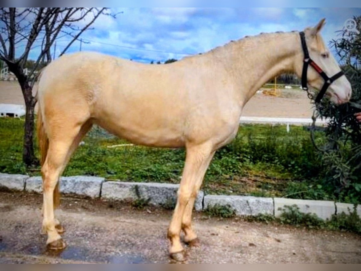 Andalusier Stute 3 Jahre 155 cm Perlino in Dürbheim Andalusier Stute 3 Jahre 155 cm Perlino in Dürbheim