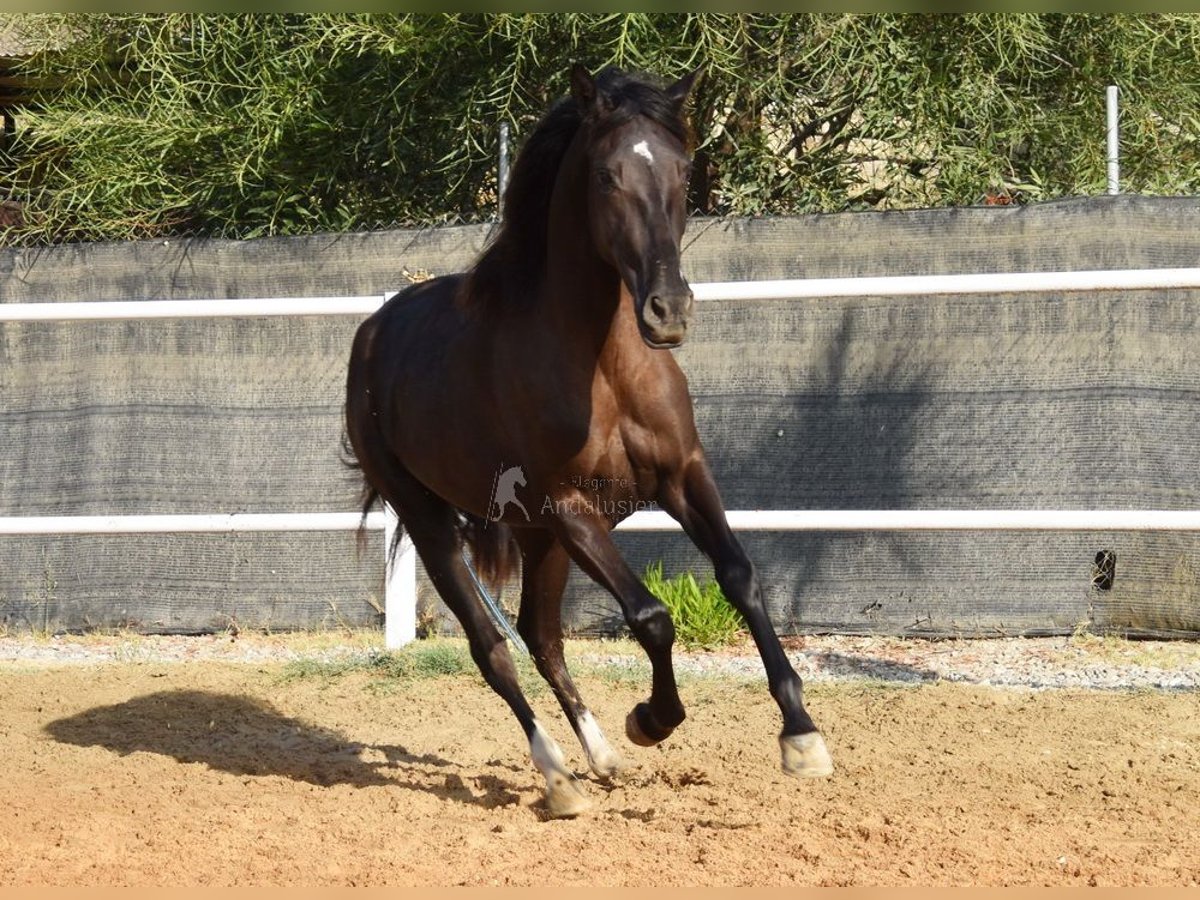 Andalusier Stute 3 Jahre 158 cm Rappe in Provinz Malaga