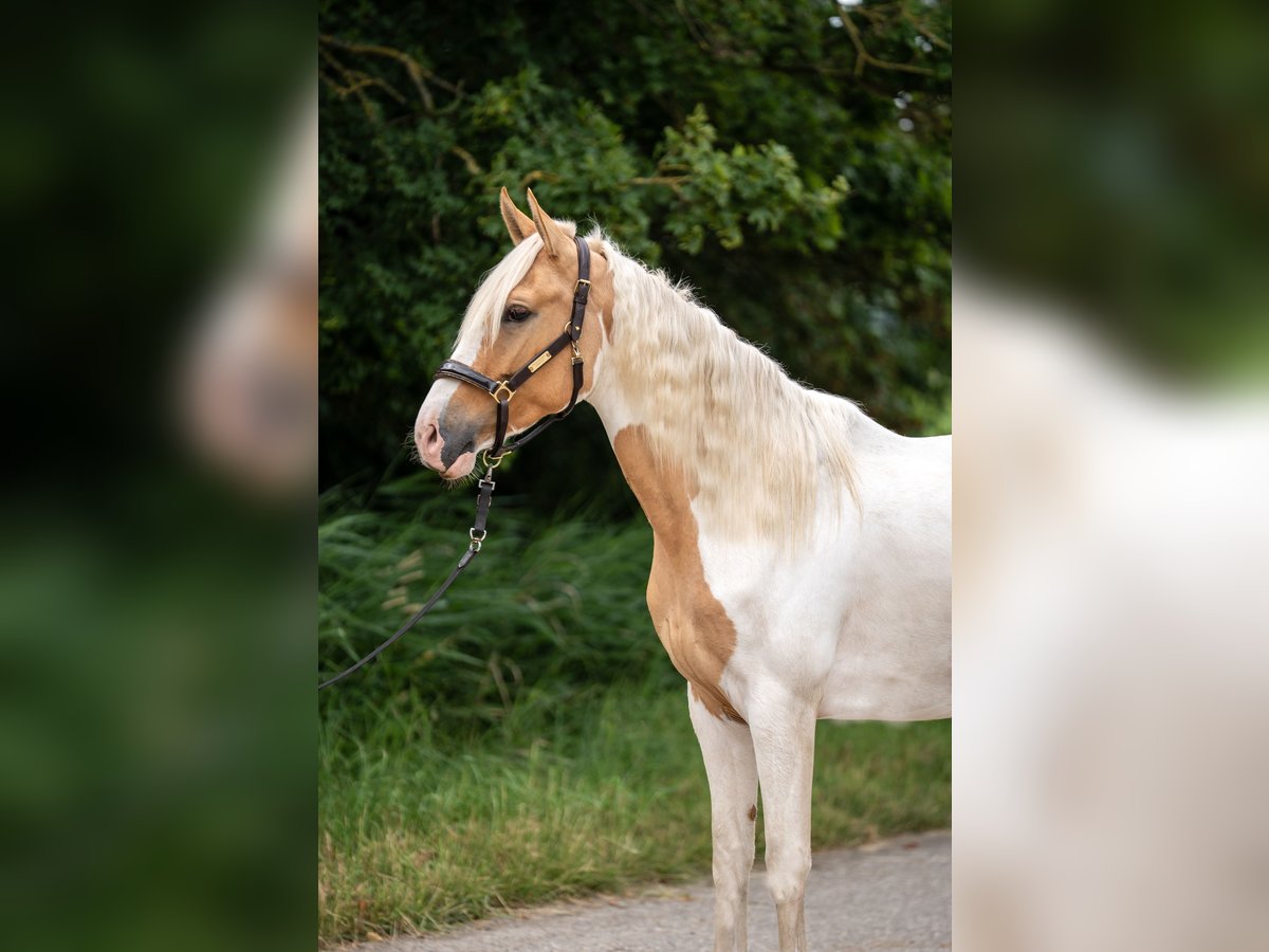 Andalusier Mix Stute 3 Jahre 160 cm Palomino in Emden