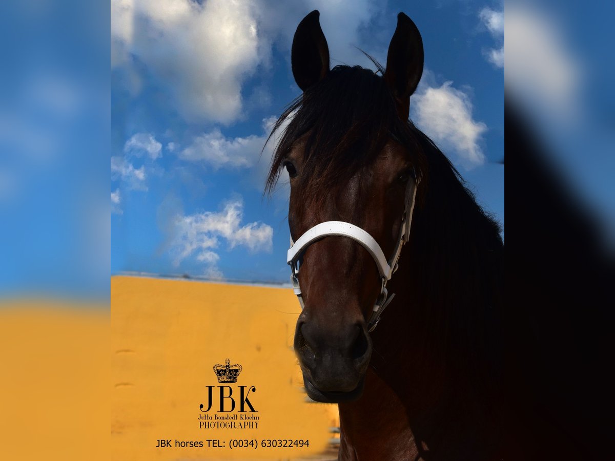 Andalusier Stute 3 Jahre 167 cm Brauner in Tabernas Almeria