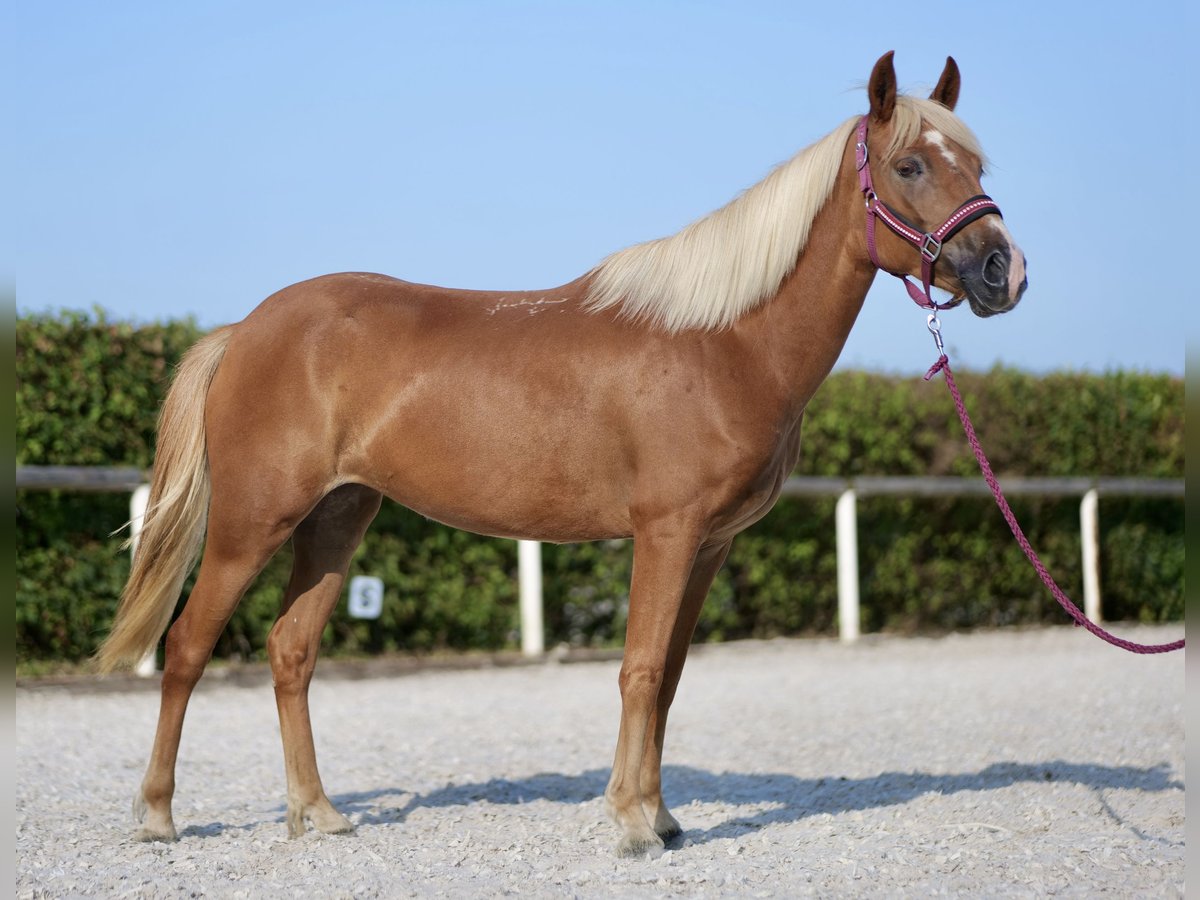 Andalusier Stute 4 Jahre 138 cm Palomino in Neustadt (Wied)