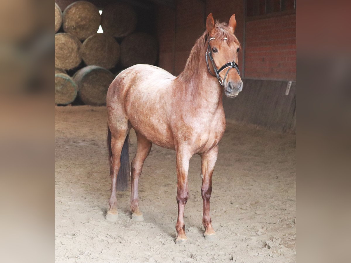 Andalusier Mix Stute 4 Jahre 150 cm Roan-Red in Uelsen