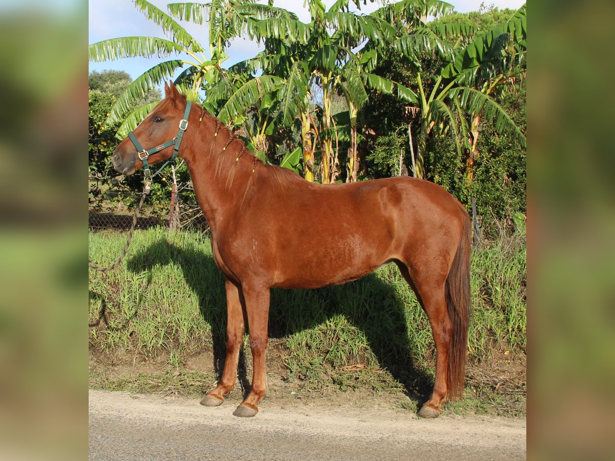 Andalusier Stute 4 Jahre 155 cm Fuchs in Vejer de la Frontera