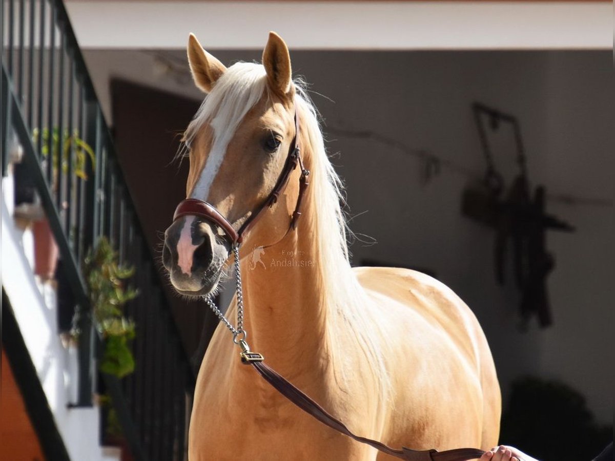 Andalusier Stute 4 Jahre 156 cm Palomino in Provinz Cordoba