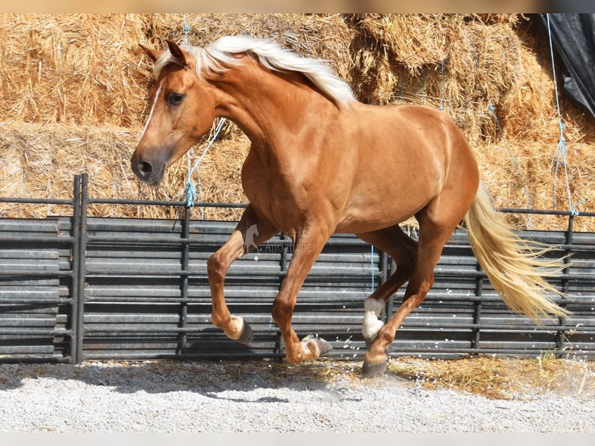 Andalusier Stute 4 Jahre 157 cm Palomino in Provinz Granada