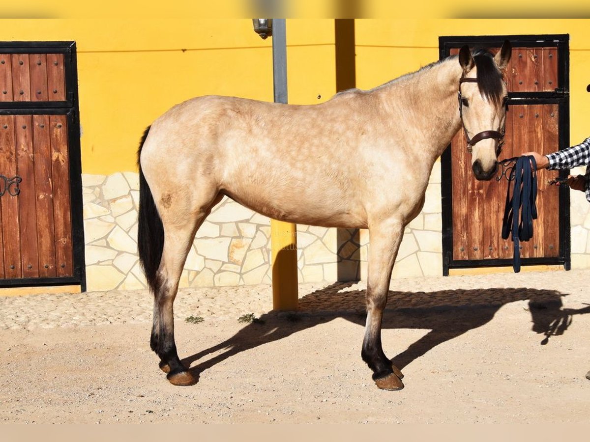 Andalusier Stute 4 Jahre 158 cm Falbe in Provinz  Malaga