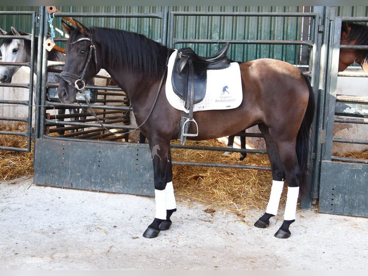 Andalusier Stute 4 Jahre 160 cm Rappe in Provinz Granada
